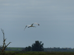 FZ020256 Eurasian spoonbill (Platalea leucorodia).jpg